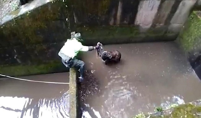 Aullido de un perro que cayó a un río alertó a la Policía, que logró rescatarlo