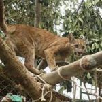 Puma hembra incautado en Bogotá fue reubicado en Garagoa, Boyacá