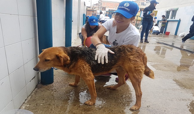 ¿Te gustaría ser voluntario del Instituto de Protección y Bienestar Animal?