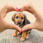 Este jueves 23 de septiembre de se celebra ¡Día Mundial del perro adoptado!