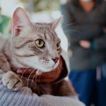 Los 'Guardianes escolares de los animales' entran en acción en Bogotá