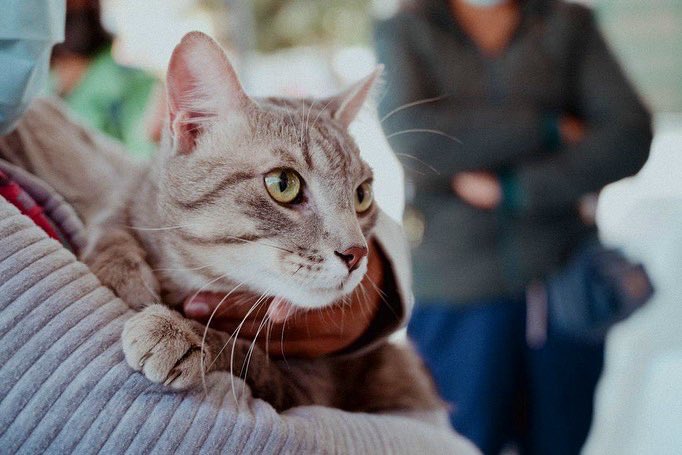 Los 'Guardianes escolares de los animales' entran en acción en Bogotá