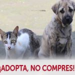 Prepárate a las dos nuevas jornadas de adopción de perros y gatos este 11 de septiembre