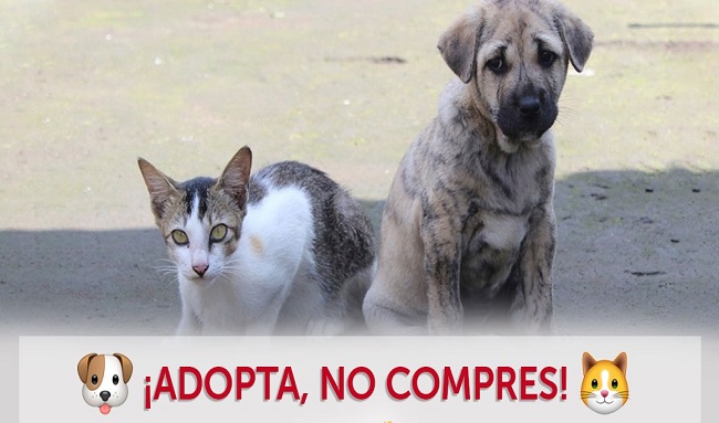 Prepárate a las dos nuevas jornadas de adopción de perros y gatos este 11 de septiembre