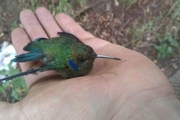 Colibríes enfrentan una doble amenaza: incendios forestales y cambio climático