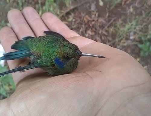 Colibríes enfrentan una doble amenaza: incendios forestales y cambio climático