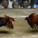 Proyecto que prohíbe la práctica de peleas de gallos