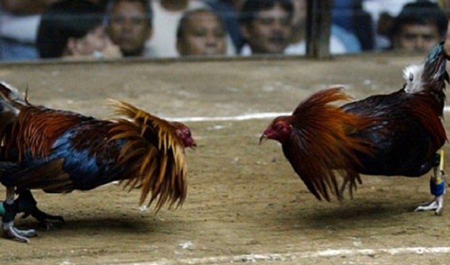 Proyecto que prohíbe la práctica de peleas de gallos