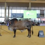 La asociación colombiana de criadores de búfalos (asobúfalos), celebra sus 30 años en el marco de Agroexpo 2021
