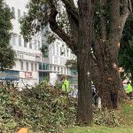 Vecinos de Niza Suba denuncian masiva tala de árboles "a escondidas", a medianoche