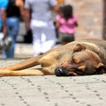 Bogotá tendrá un hospital gratuito para animales que viven en la calle