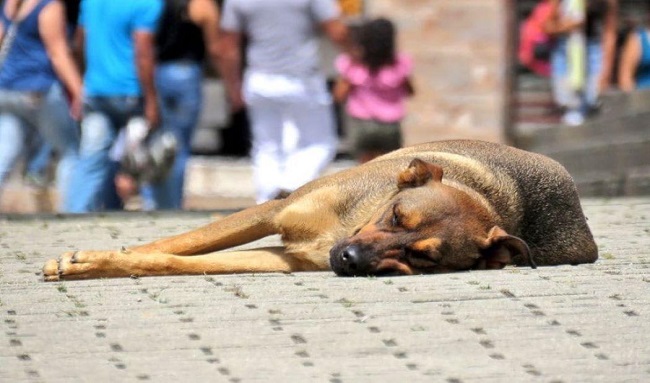 Bogotá tendrá un hospital gratuito para animales que viven en la calle