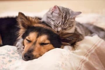 Usaquén realizará brigada médico-veterinaria gratuita para animales de compañía este sábado 4 de julio