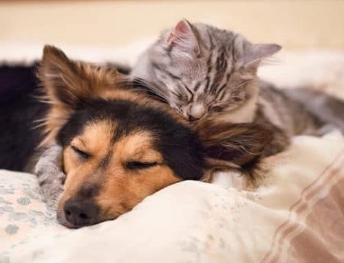Usaquén realizará brigada médico-veterinaria gratuita para animales de compañía este sábado 4 de julio