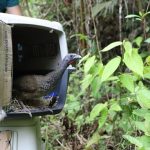 Secretaría de Ambiente liberó 113 animales silvestres en el Magdalena Medio