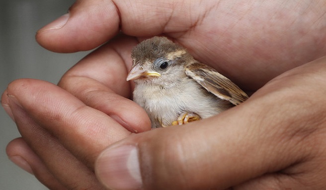 Aves se afectarían por contaminación lumínica y sonora de la pólvora