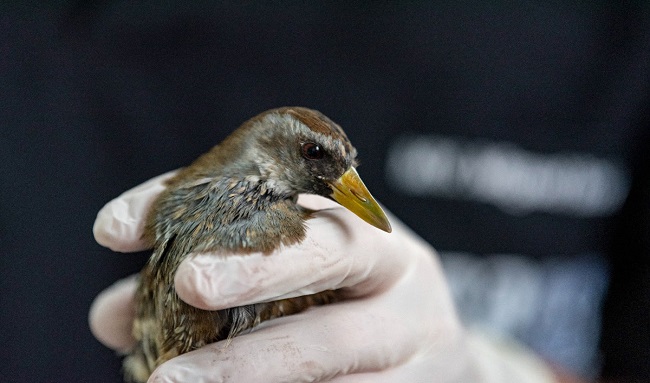 Aves se afectarían por contaminación lumínica y sonora de la pólvora