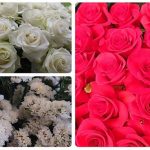 Colombia logró la admisibilidad de hortensias y rosas a Marruecos