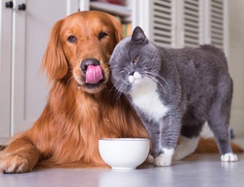 Jornada Gratuita de Esterilización para Animales de Compañía en Lijacá