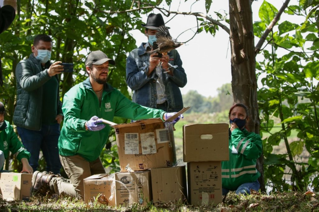 Más de 70 animales silvestres regresaron a la libertad en el humedal Juan Amarillo en Suba