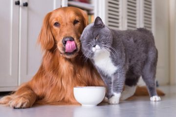 Chapinero celebra una navidad pensada para los animales
