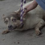 Rescatados seis perritos que estaban en abandono por el fallecimiento de su tenedora en Usaquén