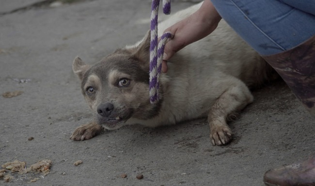 Rescatados seis perritos que estaban en abandono por el fallecimiento de su tenedora en Usaquén