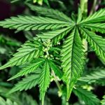 Se consolida el cannabis medicinal e industrial en el Meta
