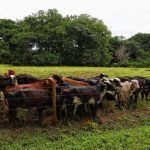 Paro armado del Clan del Golfo tiene en jaque a los ganaderos colombianos