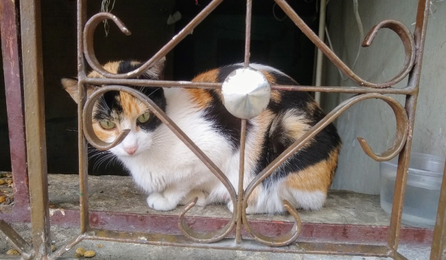 Protectores de animales en Suba instauran derecho de petición al Instituto de Protección Animal