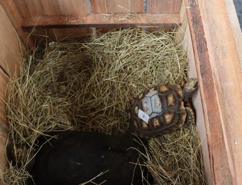 Autoridades alertan por aumento del tráfico ilegal de fauna y flora en Semana Santa