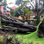 Tengan en cuenta habitantes de Suba, a dónde llamar para reportar árboles caídos o en riesgo