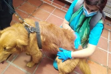 Jornada gratuita de esterilización en Usaquén busca promover el bienestar animal