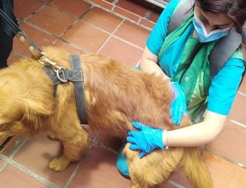 Jornada gratuita de esterilización en Usaquén busca promover el bienestar animal