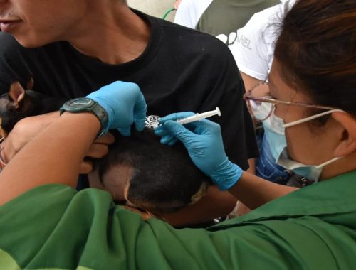 Alcaldía Local de Usaquén y Subred Norte realizarán jornada gratuita de vacunación para animales de compañía