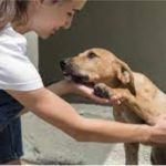 La Unidad de Cuidado Animal abre nuevamente sus puertas para adopciones