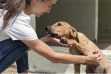 Suba fortalece el bienestar animal con nuevo consultorio veterinario gratuito para la comunidad