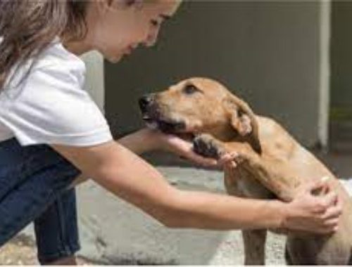 Suba fortalece el bienestar animal con nuevo consultorio veterinario gratuito para la comunidad