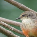 Providencia Parque Ecológico adelanta capacitaciones sobre educación y conservación de aves