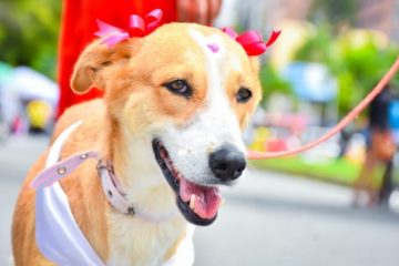 ¡Cupos limitados! Suba abre jornadas gratuitas de esterilización