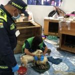 Distrito rescató 13 perros en malas condiciones de presunto criadero en Bogotá