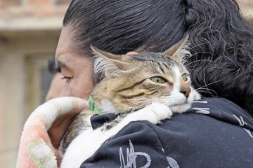 Suba anuncia nuevas jornadas gratuitas de esterilización para perros y gatos
