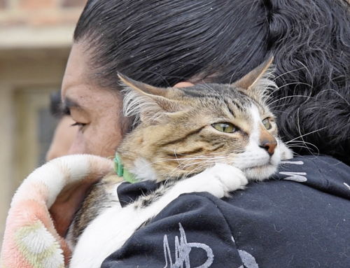 Suba anuncia nuevas jornadas gratuitas de esterilización para perros y gatos