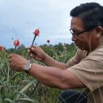 Flores exóticas de Colombia llegarán al Brasil