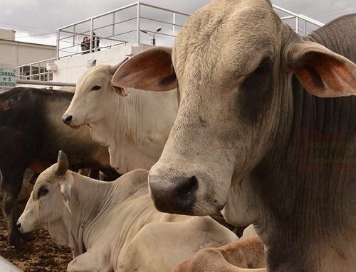 La secretaría de agricultura y el ICA hacen llamado a ganaderos de Cubará a nuevo ciclo de vacunación