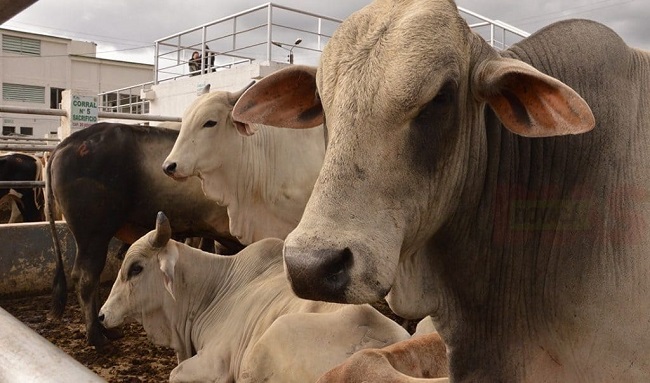 La secretaría de agricultura y el ICA hacen llamado a ganaderos de Cubara a nuevo ciclo de vacunación