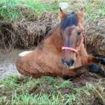 Bomberos de la Estación de Suba rescataron un caballo que cayó en un caño en una finca entre la Suba-Cota