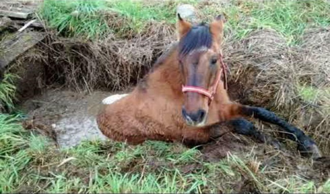 Bomberos de la Estación de Suba rescataron un caballo que cayó en un caño en una finca entre la Suba-Cota