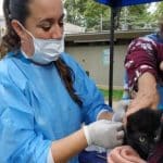 25 puntos fijos para vacunar gratis contra la rabia a perros y gatos en Bogotá