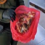 Hombre capturado por transportar en bolsas 12 peces payaso y una anémona